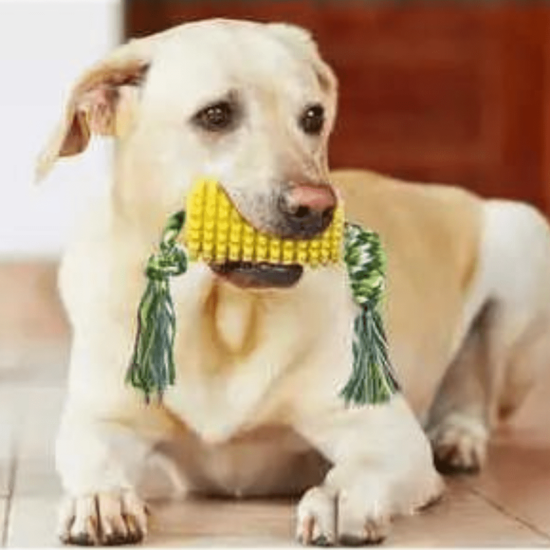 Jucarie de ros pentru caini, SHAW®, tip porumb, imbunatatirea dentitiei, rezistenta, galben